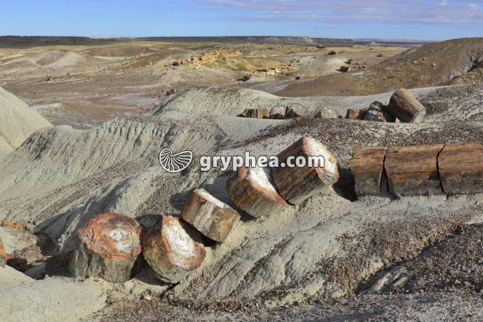 Troncs pétrifiés (Petrified forest NP, Arizona, USA) - gryphea.com